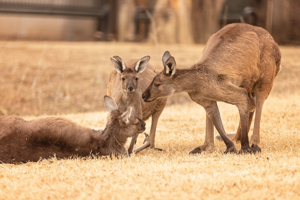 sunset-zoo-grey-kangaroo