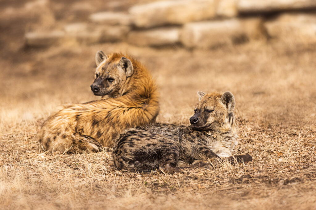 sunset-zoo-hyenas