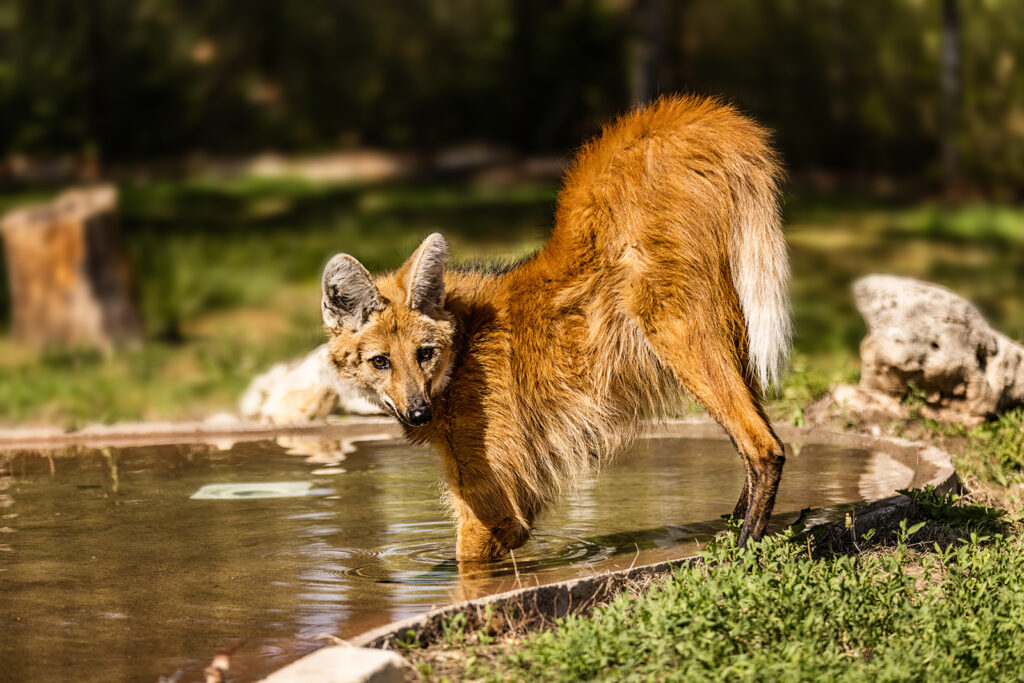 sunset-zoo-maned-wolf