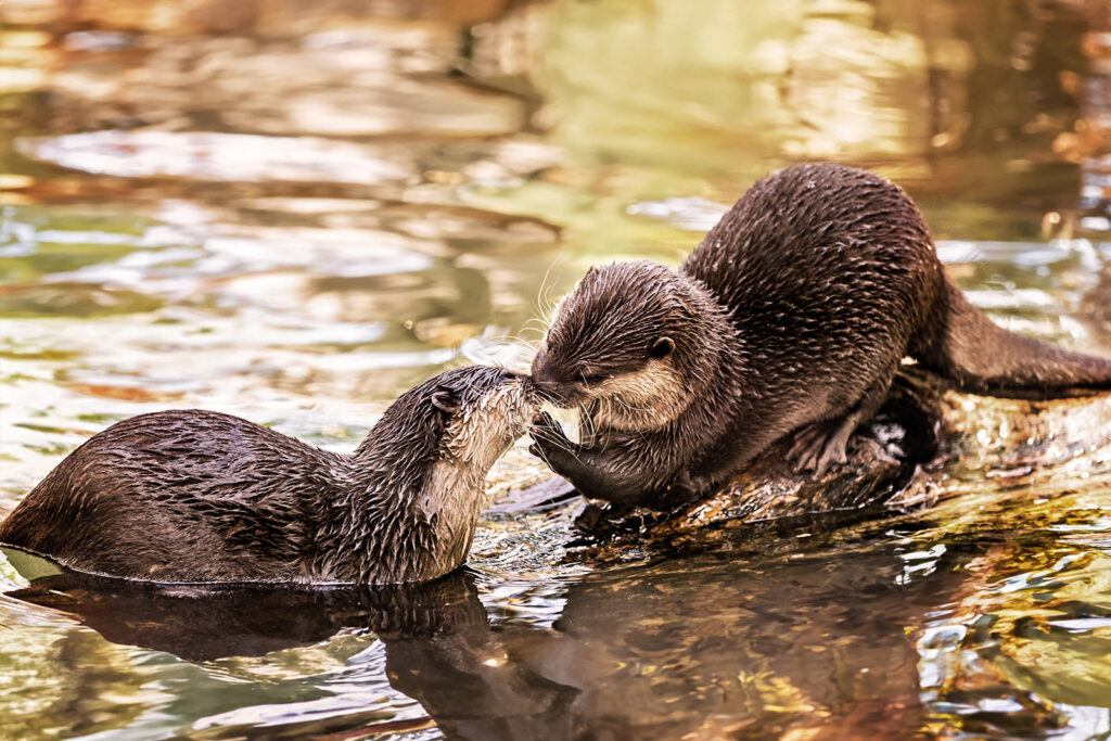 sunset-zoo-otters