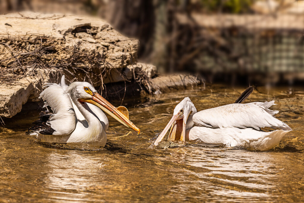 sunset-zoo-pelicans