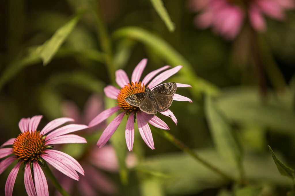 sunset-zoo-pollinator-garden