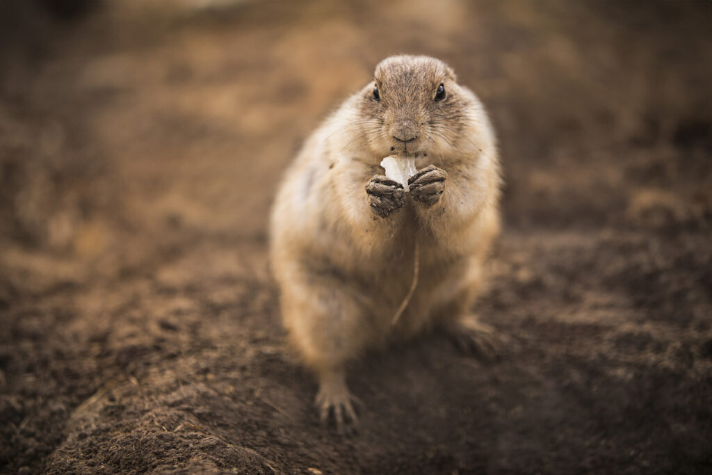 sunset-zoo-prairie-dog