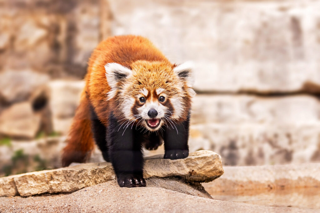 sunset-zoo-red-panda