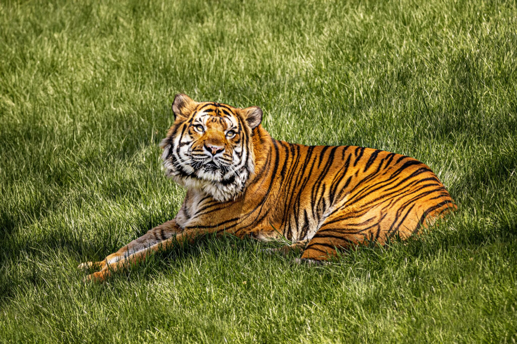 sunset-zoo-winter-animals