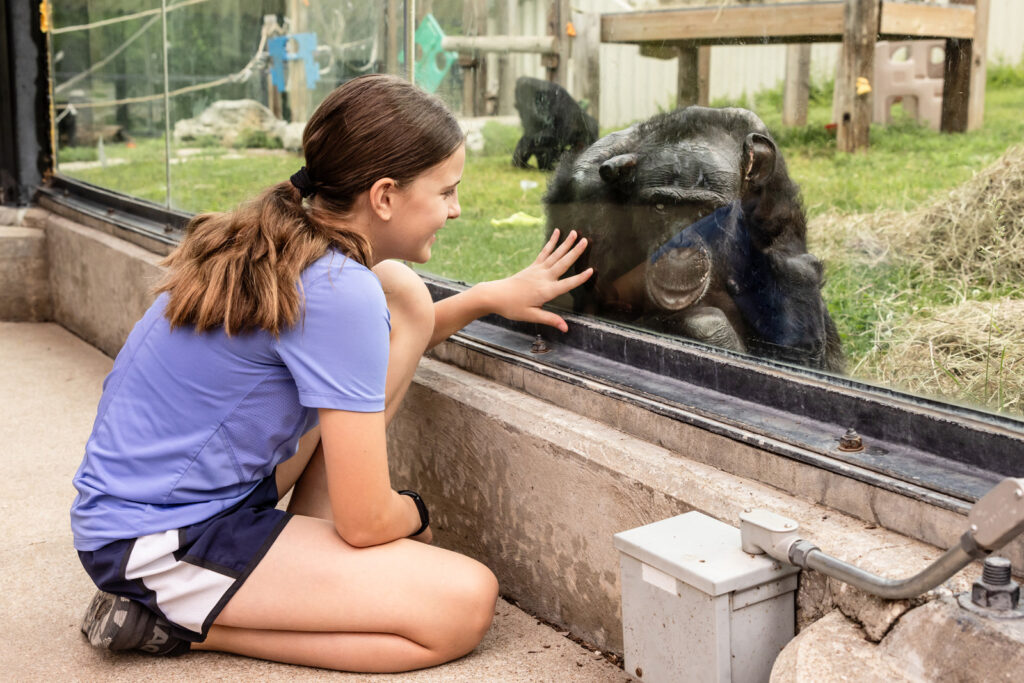 sunset-zoo-susie-love