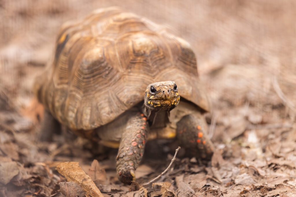 sunset-zoo-tortoises