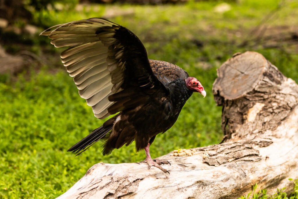 sunset-zoo-turkey-vulture