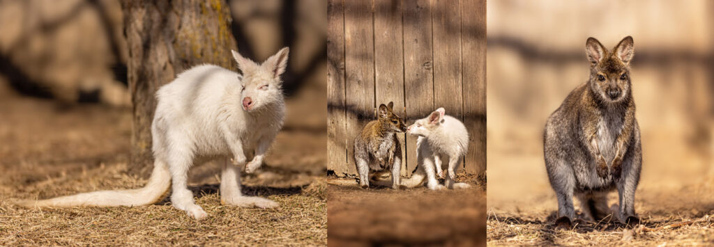 sunset-zoo-wallabies