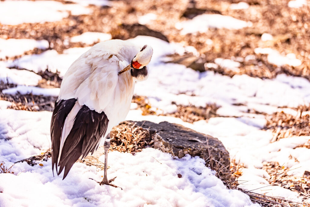 sunset-zoo-winter-animals