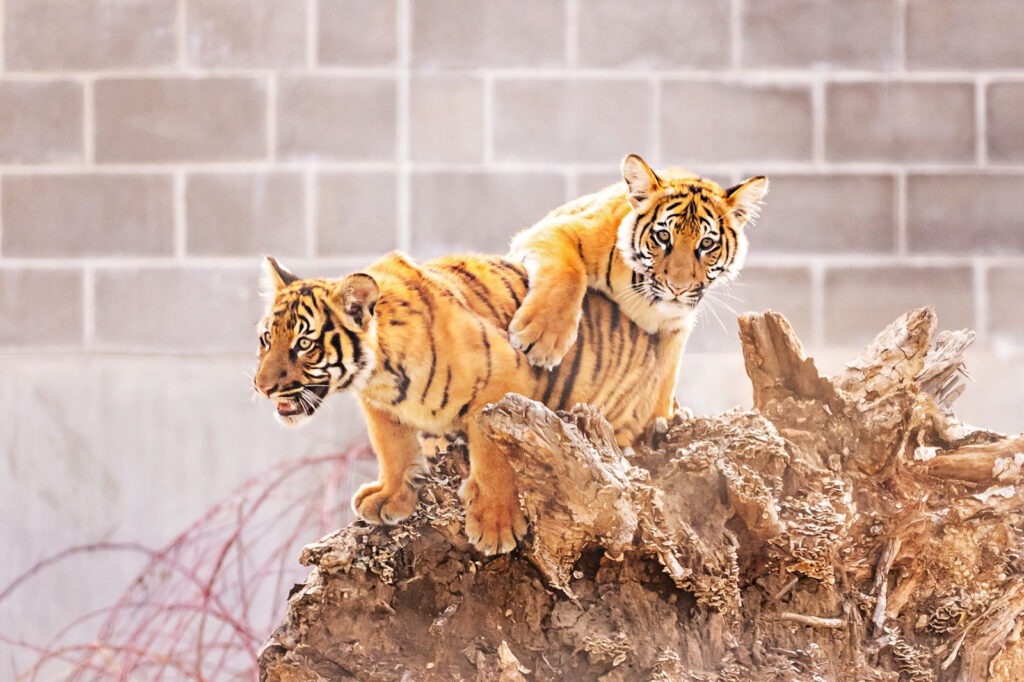 tiger-cubs-manhattan-ks