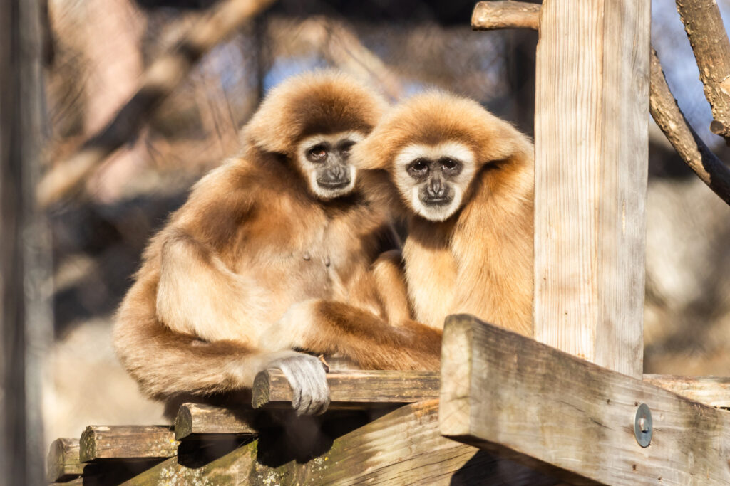 white-handed-gibbons