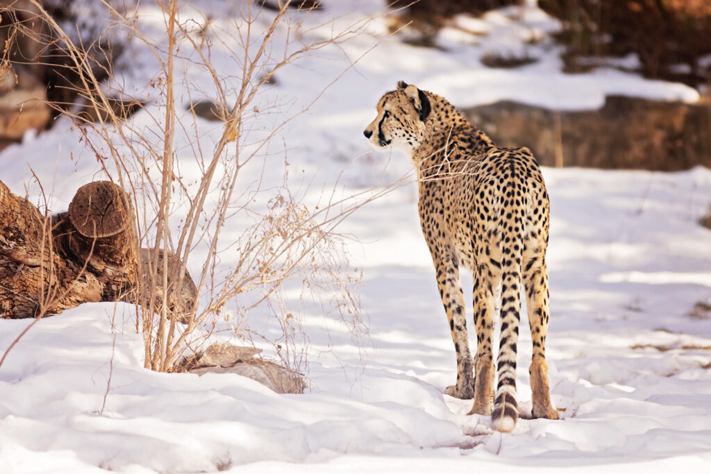 winter-cheetah-sunset-zoo
