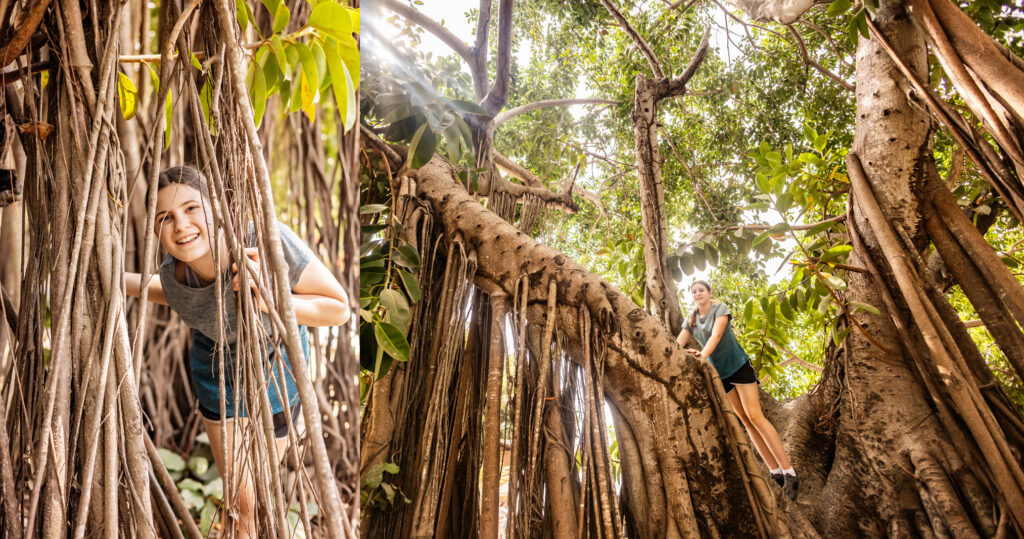 San Pancho tree photos.