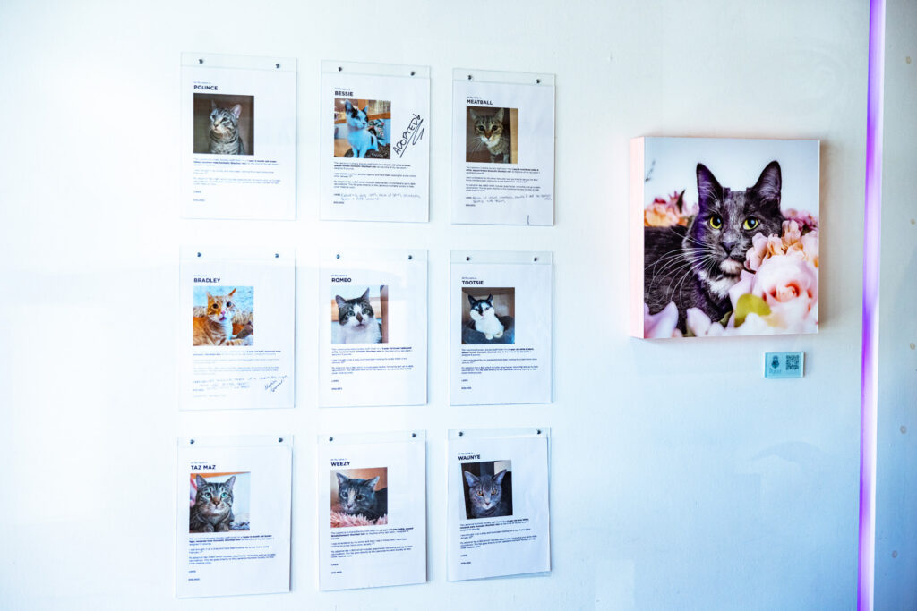 Portraits on the wall show adoptable cats at Espurresso Cat Cafe in Lawrence, KS.