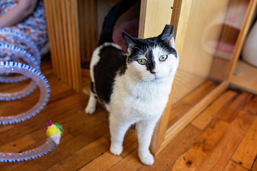 An adoptable kitty with a clipped ear, showing a successfully socialized former feral cat.