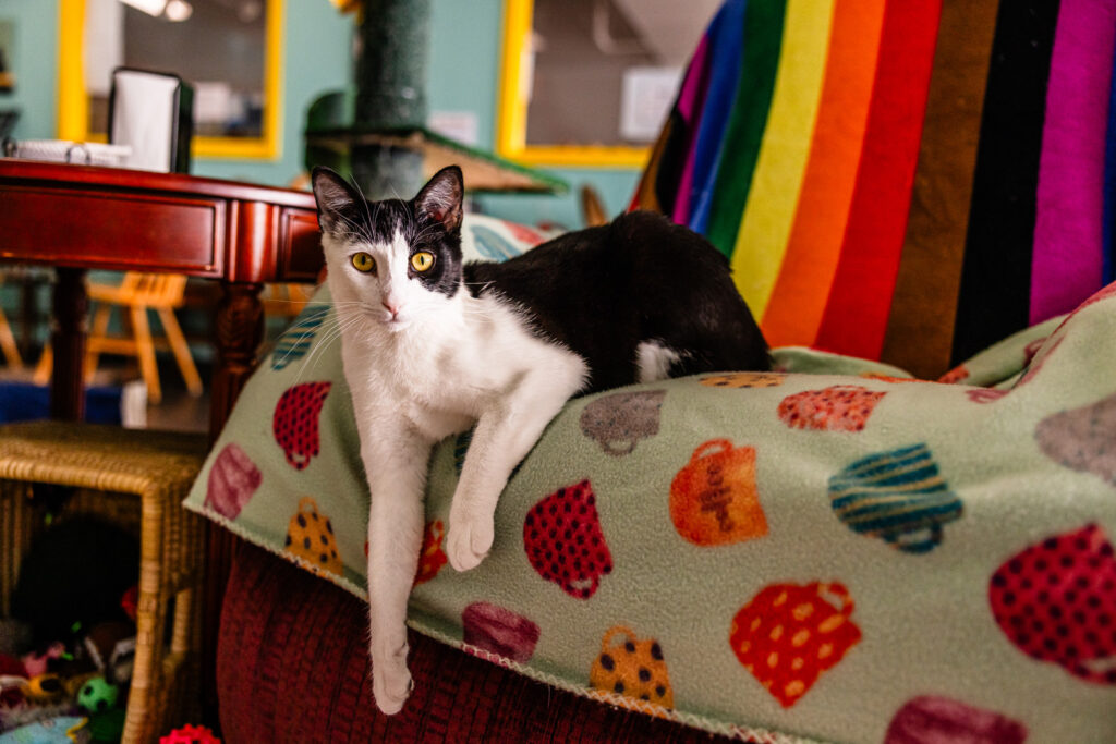 Travel pet photographer serving Manhattan Lawrence and Kansas City