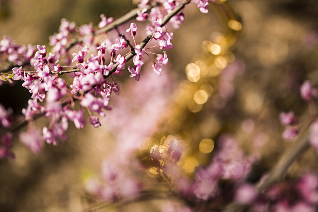 Abstract saxophone photograph by Tammy Karin