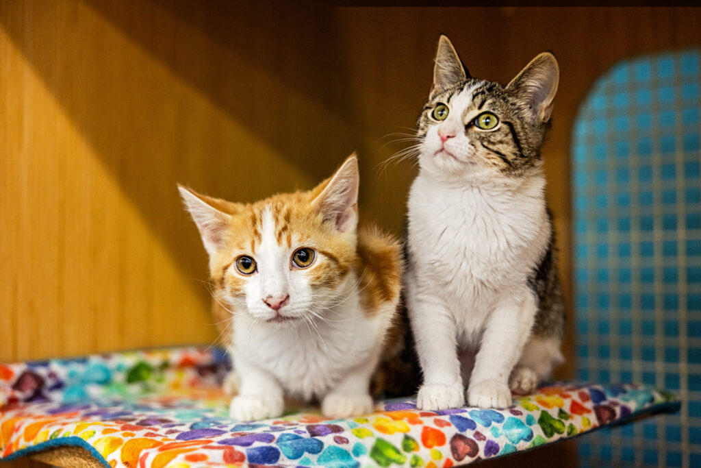 Bonded foster kittens wait for forever family during adoption event in Manhattan KS