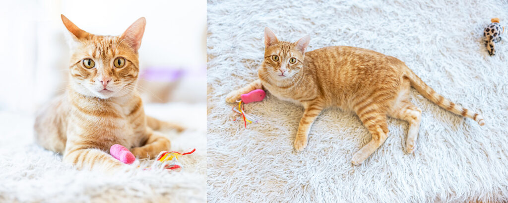 A sweet portrait of Bradley, one of the adoptable residents at the cafe.