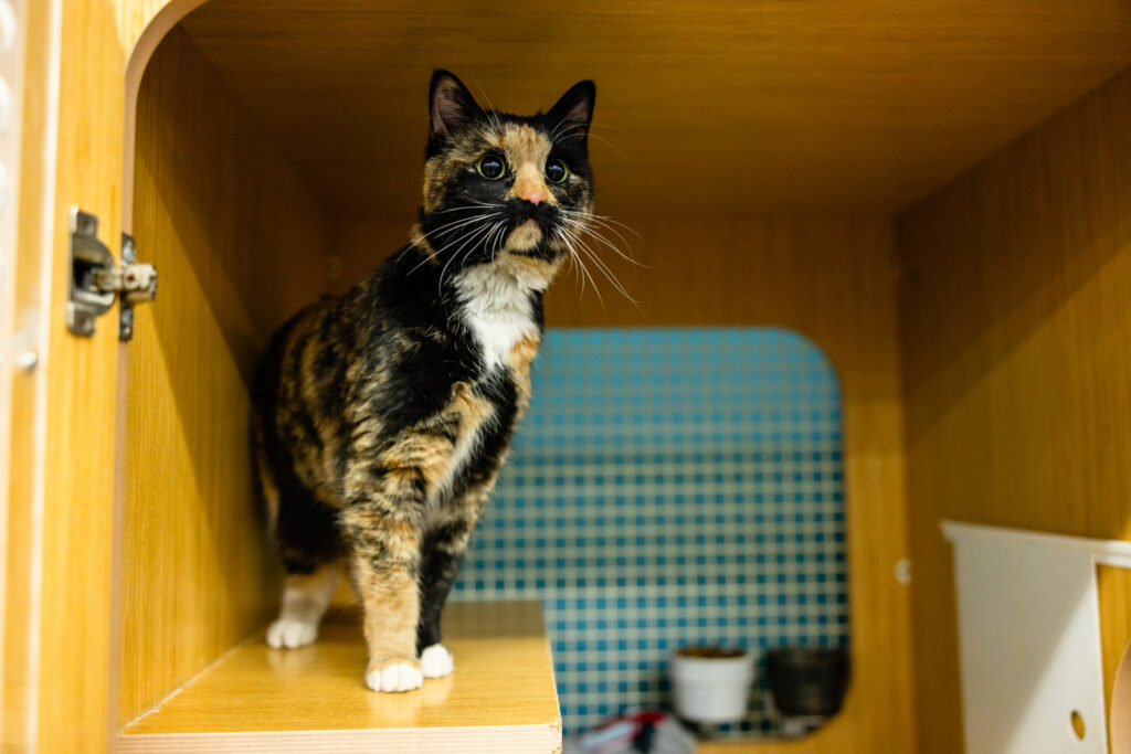 Adult cat looking for forever home at Cattails rescue event Petco Manhattan