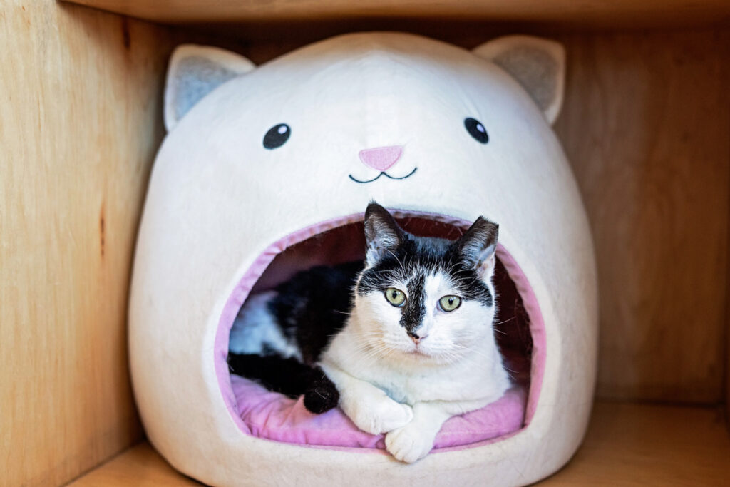 A gentle adult cat enjoying a quiet moment away from the kitten zoomies.