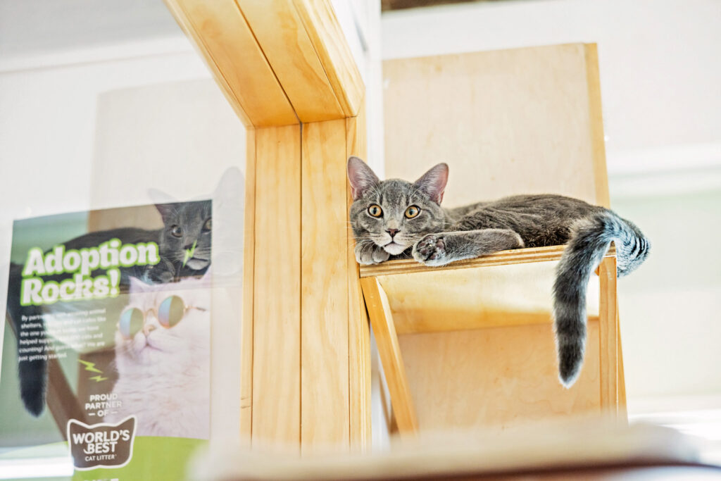 Cat adoption in Lawrence, KS.