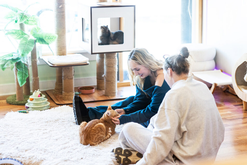 Visitors play with adoptable cats at the Espurresso cat cafe in Lawrence.