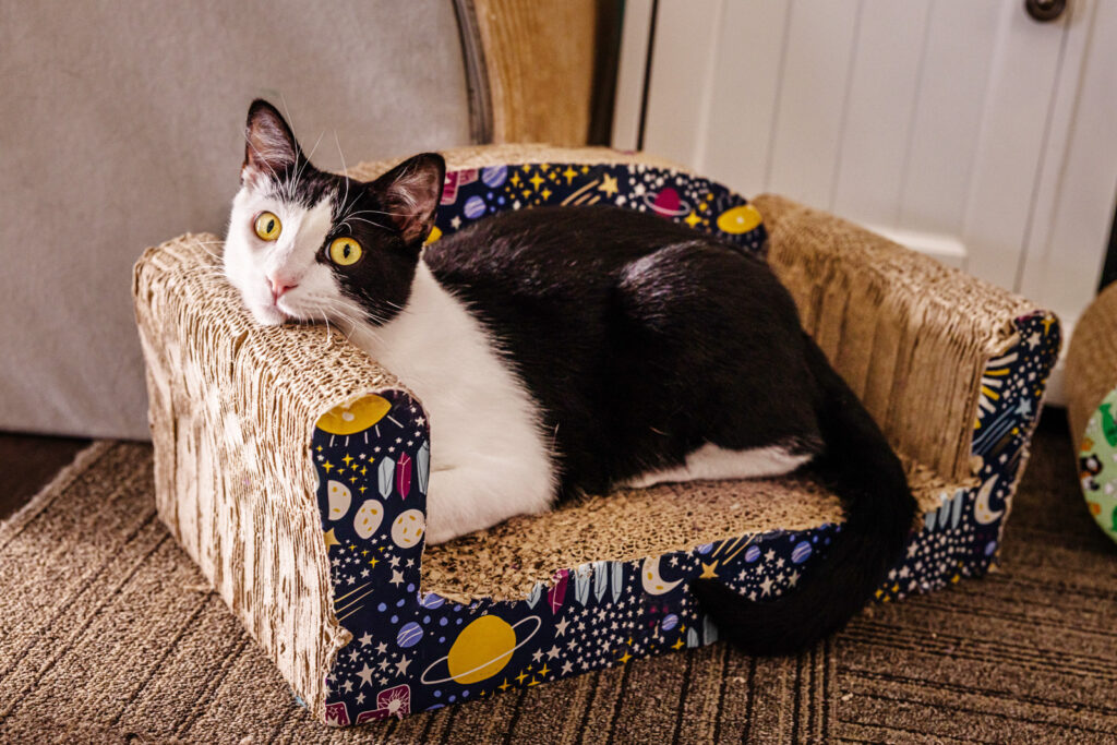 Cat lounges on cat couch in manhattan ks cat cafe