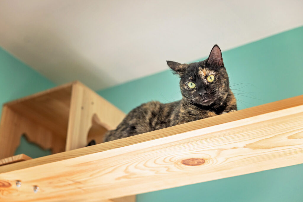 Foster cat watches people at the cat cafe in manhattan KS