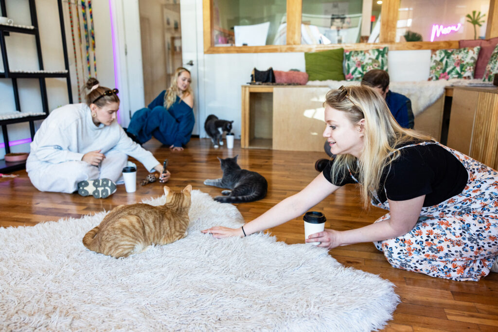 A guest interacting with an adoptable cat from the Lawrence Humane Society.