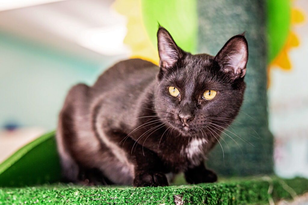Lifestyle pet photography at Sunflower Pet Cat Cafe Manhattan Kansas