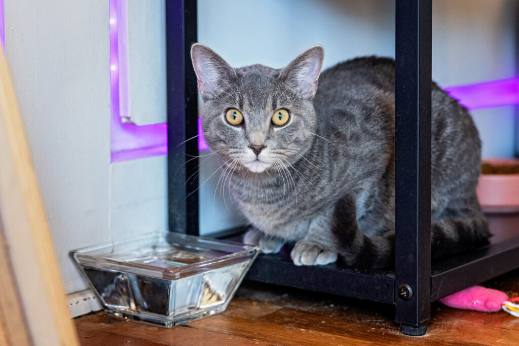 Professional Cat portraits at Lawrence Cat Cafe.