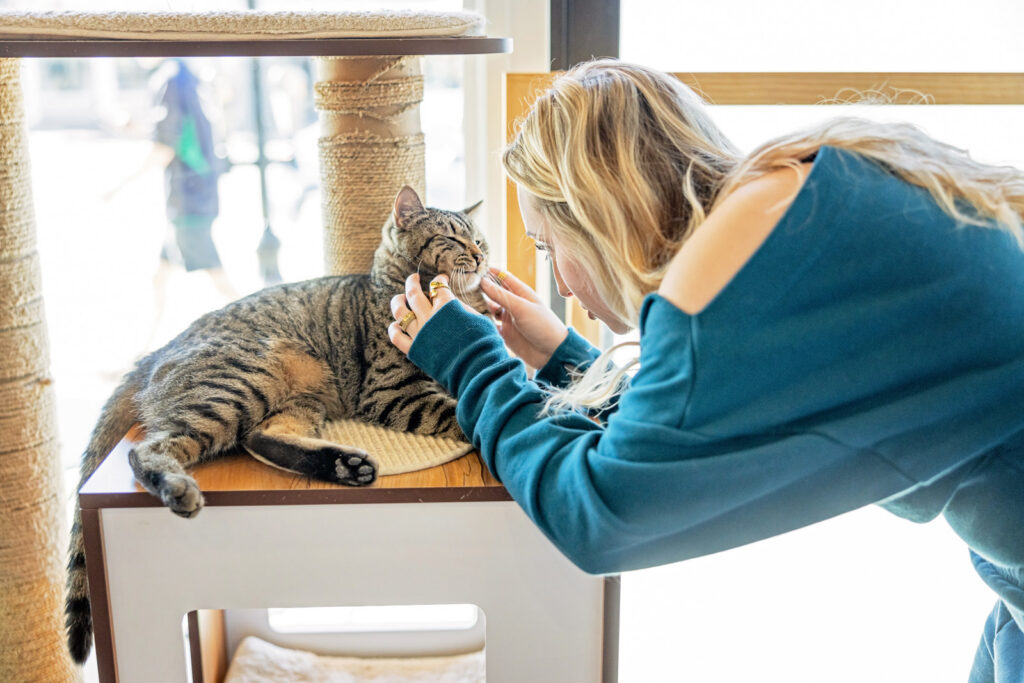 Cat socialization time at Espurresso Cat Cafe.