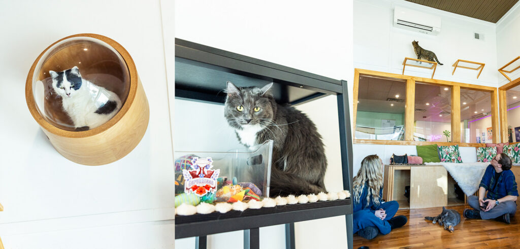 High-quality cat toys and beds designed for resident comfort at Espurresso.