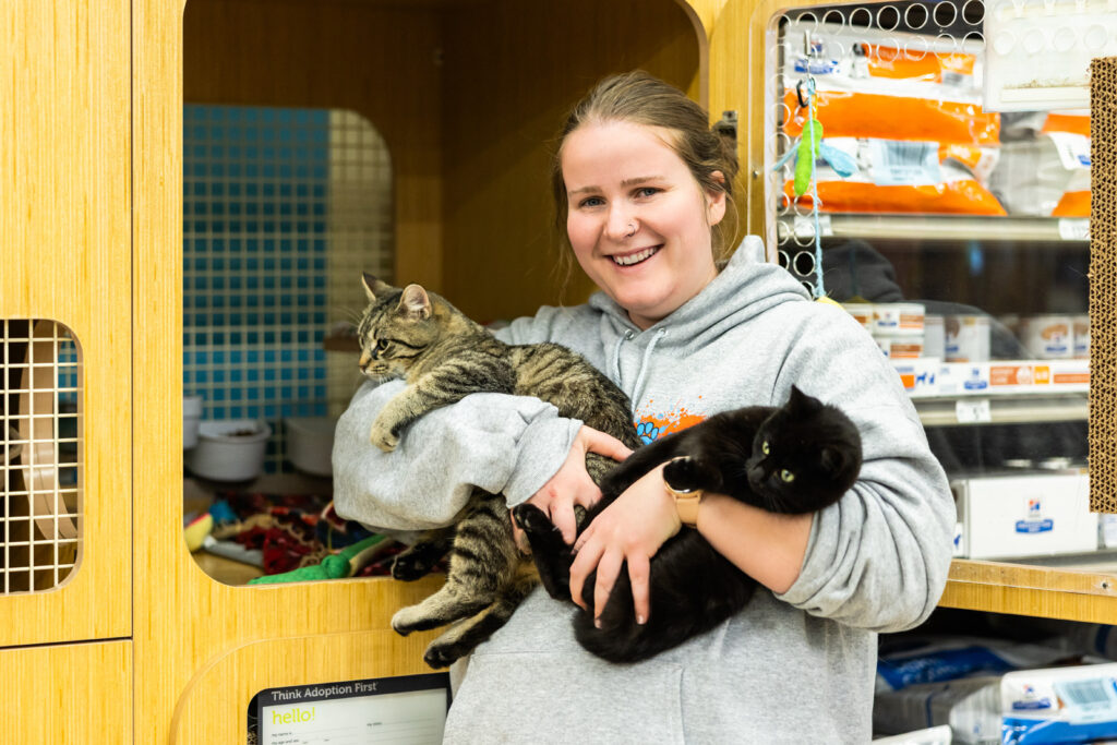 Cattails volunteer playing with kittens at adoption event