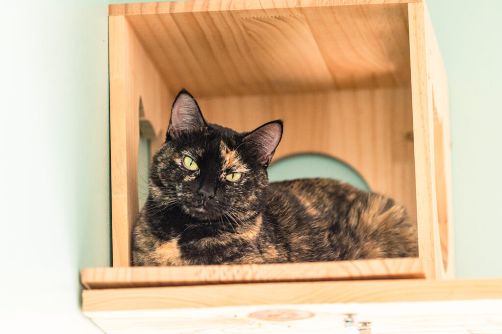 Tortie named Daffodil waiting for forever home