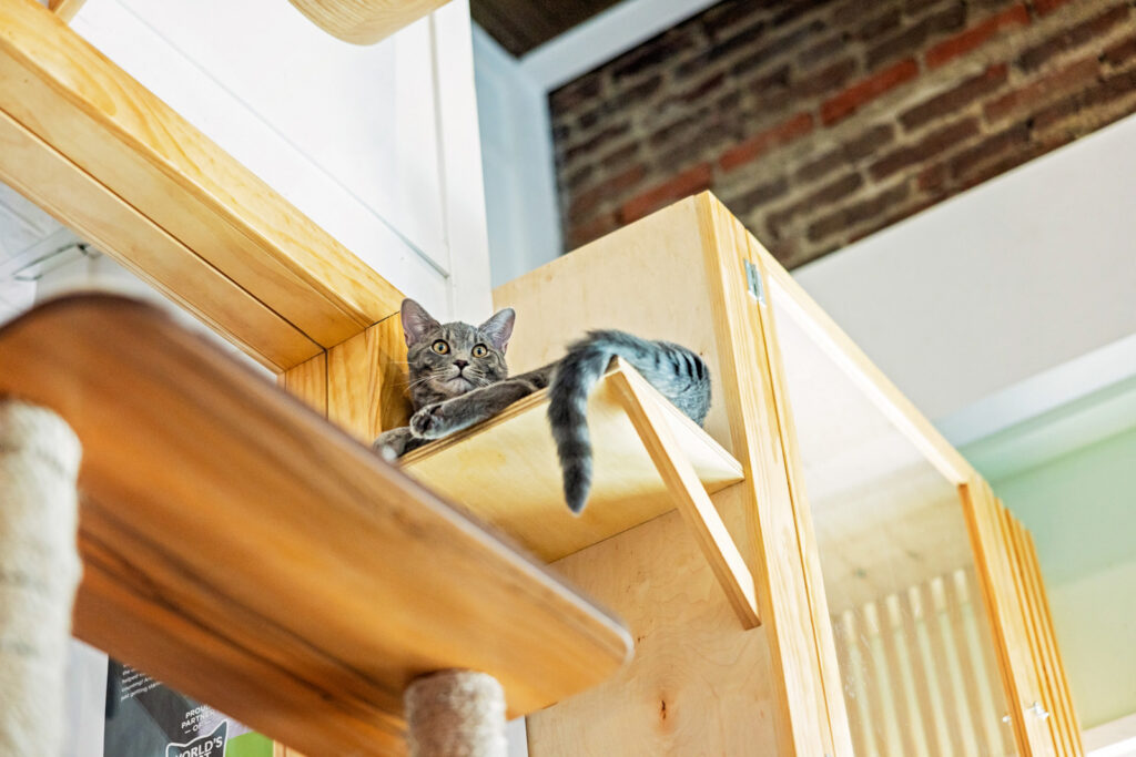 Comfy cat at the Lawrence Cat Cafe.