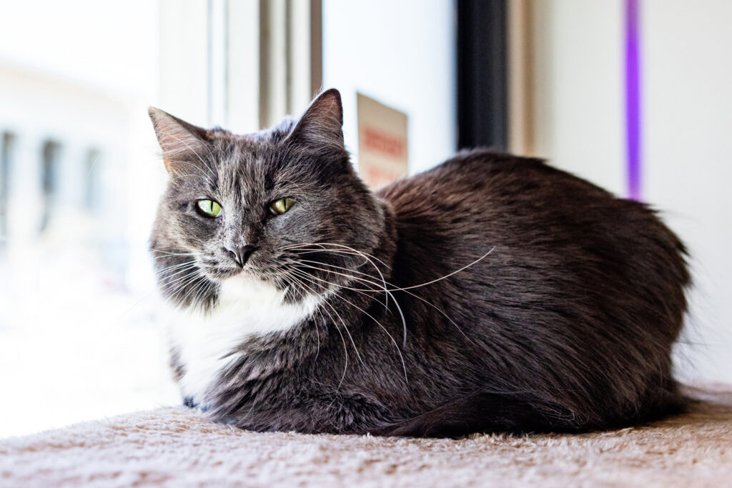 A content resident cat from the recent Hissing Booth event.