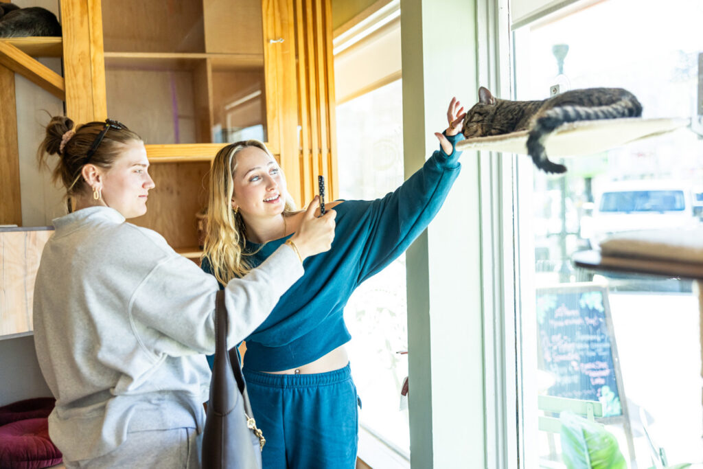 Patrons falling in love at the Lawrence Cat Cafe.