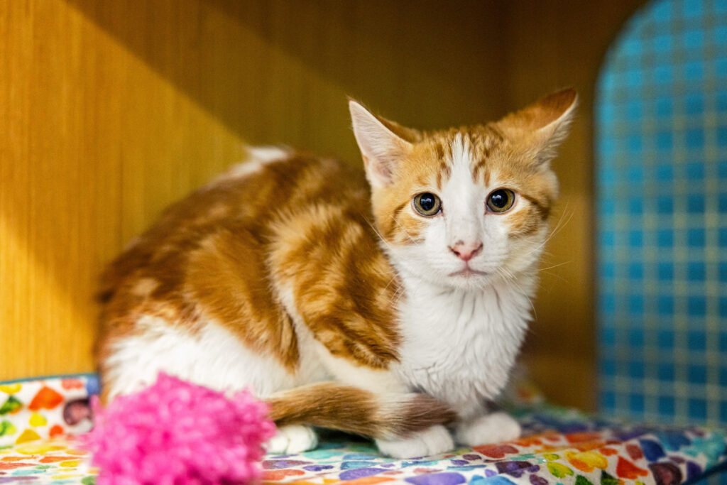 Kitten available for adoption in Manhattan Kansas