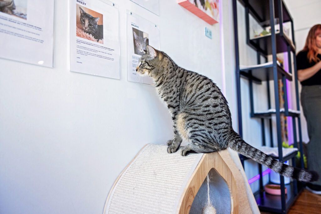 Foster cat reads details on the other Cat Cafe residents.