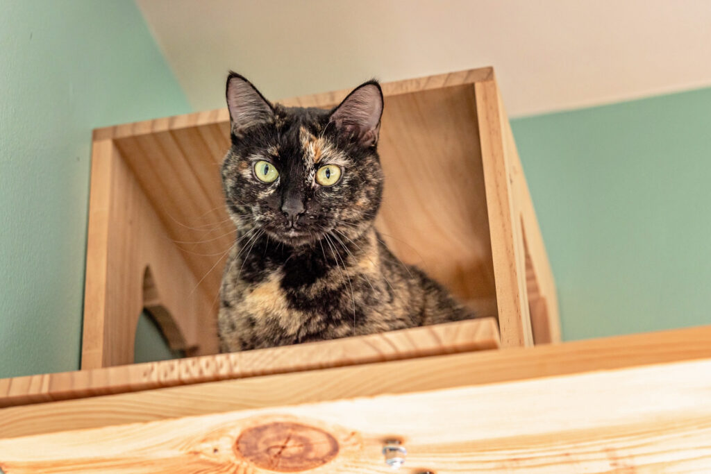 Beautiful Tortie for adoption at Cat Cafe in Manhattan Kansas