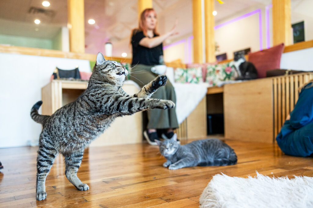 Playful foster cat at Espurresso.