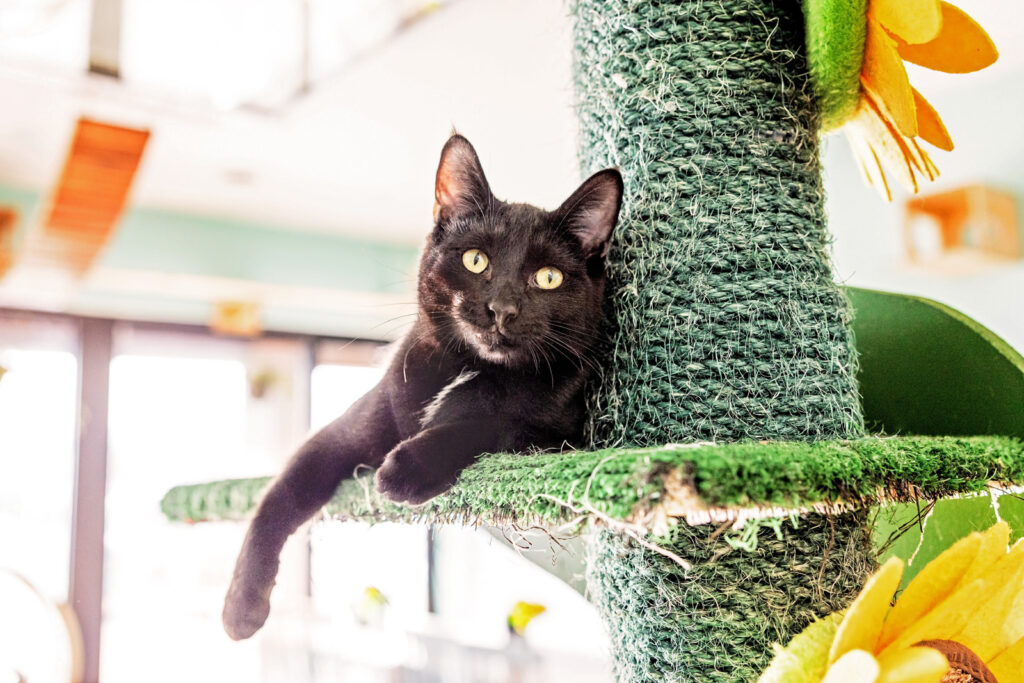 Manhattan Magazine featured pet photographer Tammy Karin