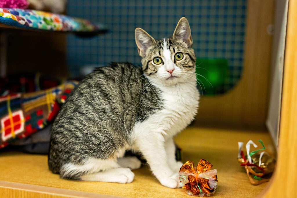 Tabby kitten available for adoption through Cattails Manhattan KS at Petco