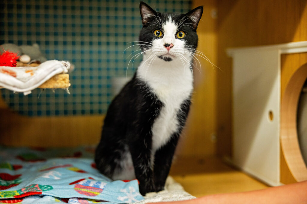 Rescue cat portrait by Little Leapling Photography Manhattan Kansas