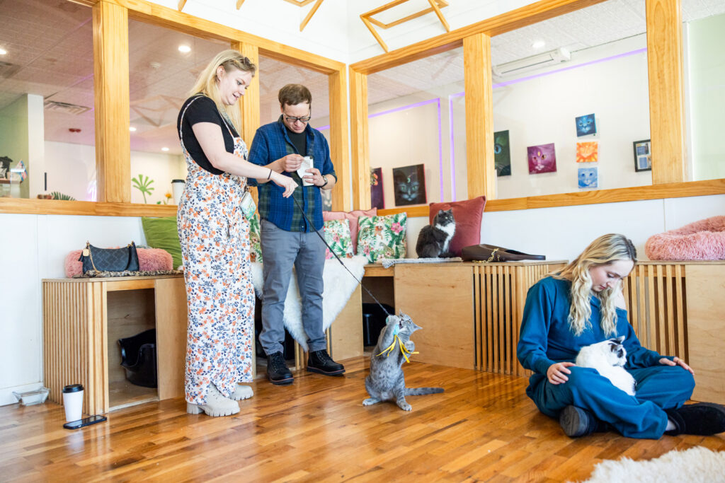 Guests playing with foster cats at Lawrence Cat Cafe.