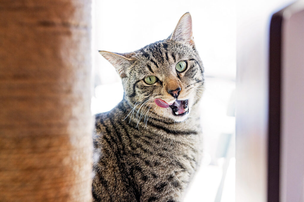 Happy kitty in the window of the Espurresso Cat Cafe.