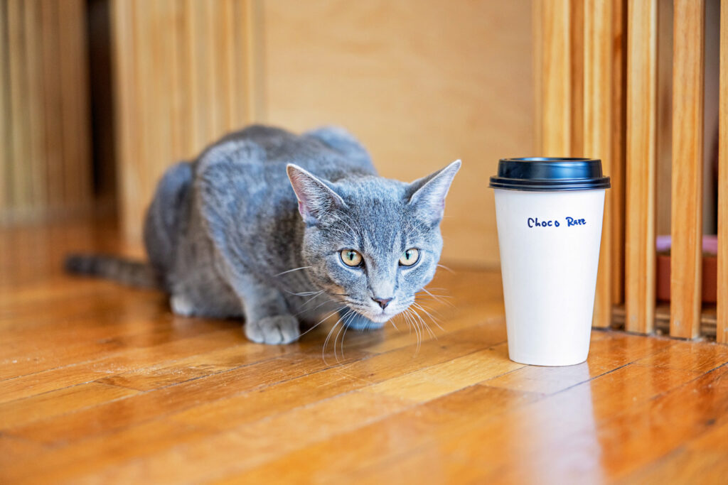 Preparation for the upcoming Kit-tea event with British tea and cat cuddles.